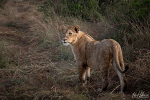 Nairobi: Safari de 3 días a Maasai Mara con alojamiento.AW