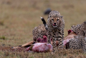 Nairobi: Safari de 3 días a Maasai Mara con alojamiento.AW