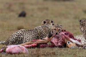 Nairobi: Safari de 3 días a Maasai Mara con alojamiento.AW