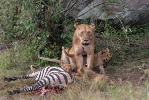 Nairobi: Safari de 3 días a Maasai Mara con alojamiento.AW