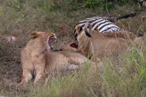 Nairobi: Safari de 3 días a Maasai Mara con alojamiento.AW