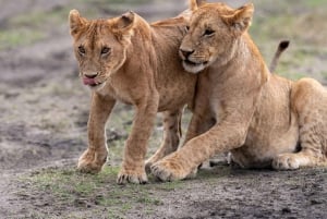 Nairobi: Safari de 3 días a Maasai Mara con alojamiento.AW