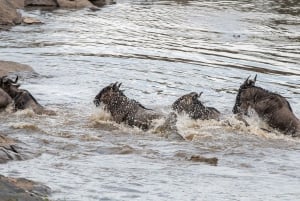 Nairobi: Safari de 3 días a Maasai Mara con alojamiento.AW