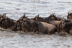 Nairobi: Safari de 3 días a Maasai Mara con alojamiento.AW