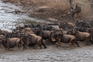 Nairobi: Safari de 3 días a Maasai Mara con alojamiento.AW