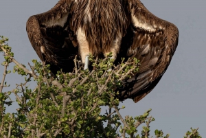 Nairobi: Safari de 3 días a Maasai Mara con alojamiento.AW