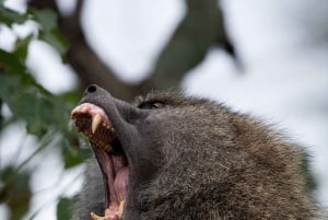 Nairobi: Safari de 3 días a Maasai Mara con alojamiento.AW