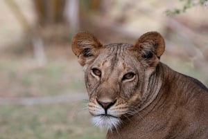 Nairobi: Safari de 3 días a Maasai Mara con alojamiento.AW