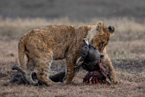 Nairobi: Safari de 3 días a Maasai Mara con alojamiento.AW