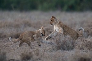 Nairobi: Safari de 3 días a Maasai Mara con alojamiento.AW