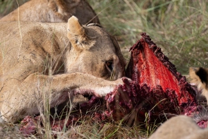 Nairobi: Safari de 3 días a Maasai Mara con alojamiento.AW