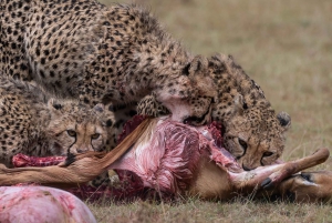 Nairobi: Safari de 3 días a Maasai Mara con alojamiento.AW