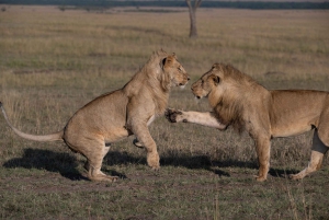 Nairobi: Safari de 3 días a Maasai Mara con alojamiento.AW