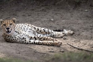 Nairobi: Safari de 3 días a Maasai Mara con alojamiento.AW