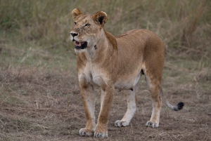 Nairobi: Safari de 3 días a Maasai Mara con alojamiento.AW