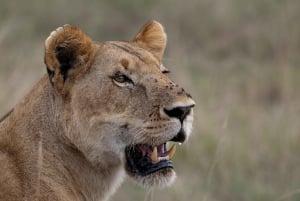 Nairobi: Safari de 3 días a Maasai Mara con alojamiento.AW