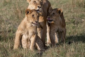 Nairobi: Safari de 3 días a Maasai Mara con alojamiento.AW