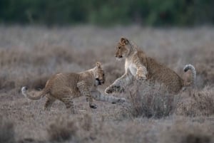 ナイロビ：マサイマラサファリ3日間（宿泊付