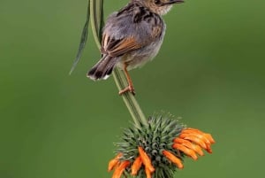 ナイロビ：マサイマラサファリ3日間（宿泊付