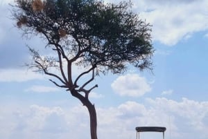 ナイロビ：マサイマラサファリ3日間（宿泊付