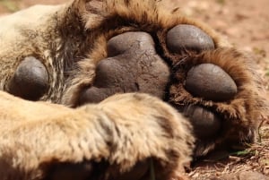 ナイロビ：マサイマラサファリ3日間（宿泊付