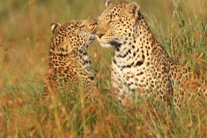 ナイロビ：マサイマラサファリ3日間（宿泊付