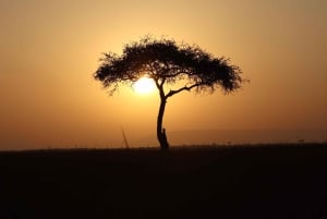 ナイロビ：マサイマラサファリ3日間（宿泊付