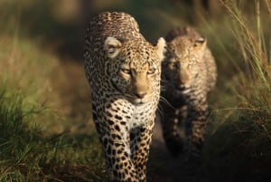 ナイロビ：マサイマラサファリ3日間（宿泊付