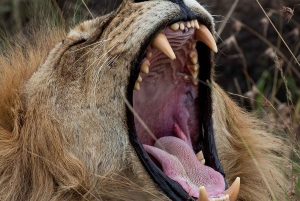 Nairobi: 3-tägige Maasai Mara Safari mit Unterkunft