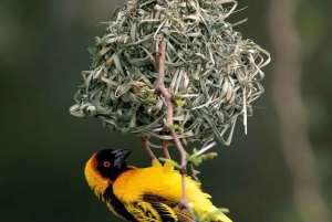 Nairobi: 3-tägige Maasai Mara Safari mit Unterkunft