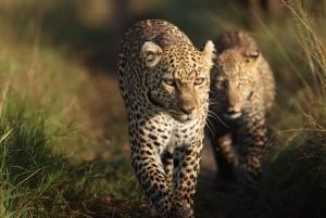 Nairobi: 3-tägige Maasai Mara Safari mit Unterkunft