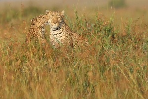 Nairobi: 3-tägige Maasai Mara Safari mit Unterkunft