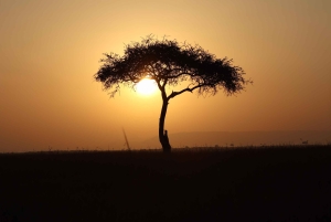 Nairobi: 3-tägige Maasai Mara Safari mit Unterkunft