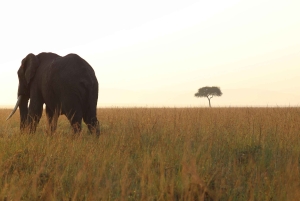 Nairobi: 3-tägige Maasai Mara Safari mit Unterkunft