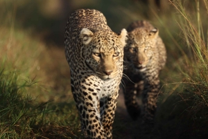 Nairobi: 3-tägige Maasai Mara Safari mit Unterkunft