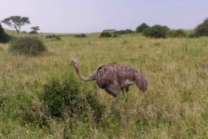 Nairobi: 3-dagars safari i Maasai Mara