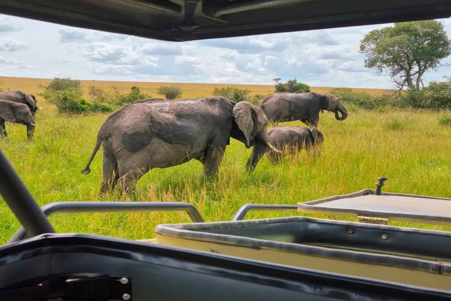 Найроби: 3-дневное бюджетное сафари в Масай-Мара