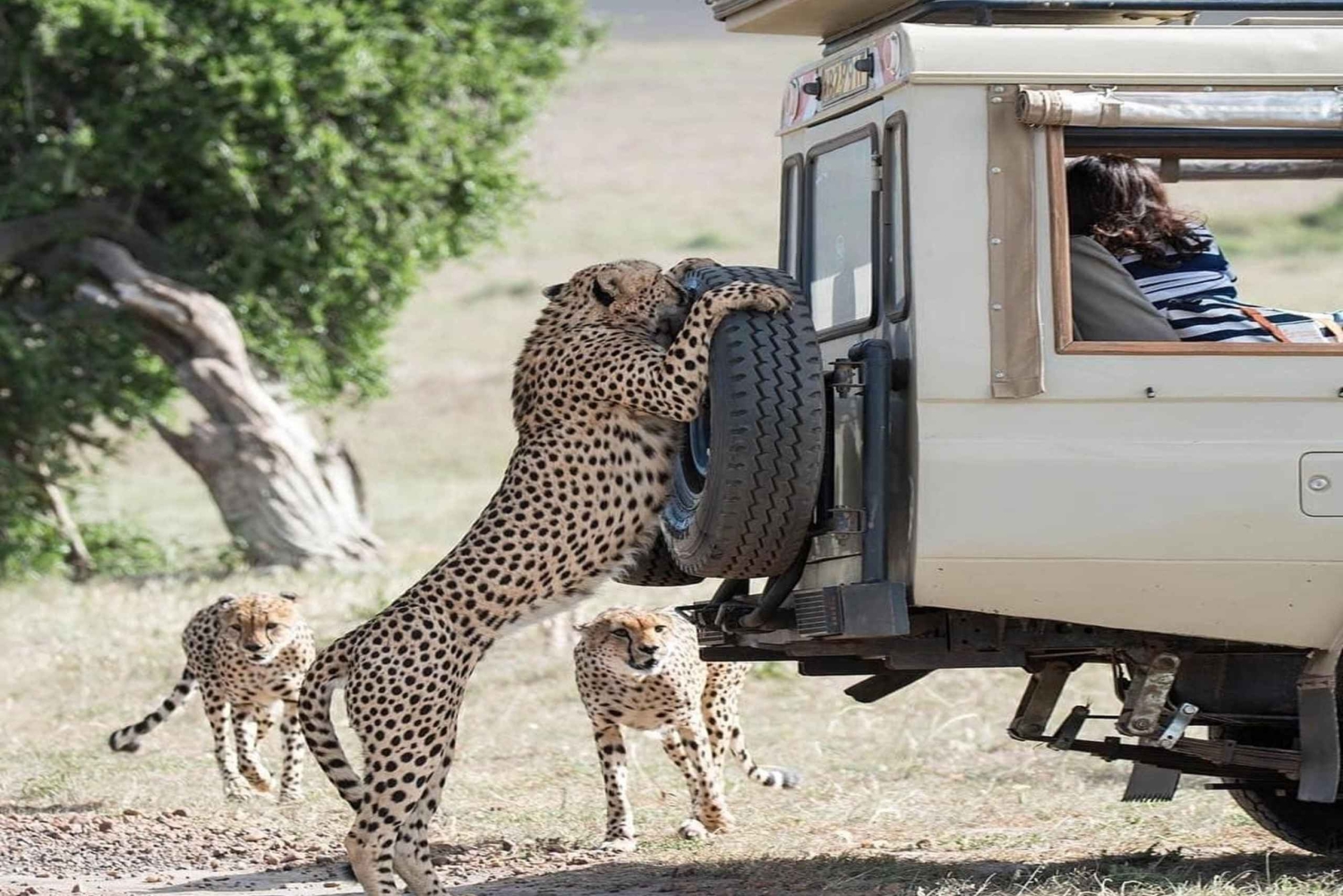 Найроби: 3-дневное бюджетное сафари в Масай-Мара