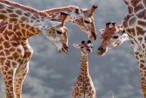 Найроби: 3-дневное бюджетное сафари в Масай-Мара