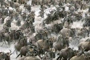 Найроби: 3-дневное бюджетное сафари в Масай-Мара