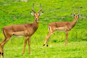 Nairobi : Safari de luxe de 3 jours à Masai Mara pour les jeunes mariés
