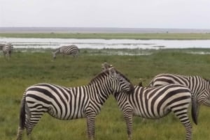 Nairobi: 3-dniowa wycieczka po dzikiej przyrodzie i farmie kwiatów Naivasha