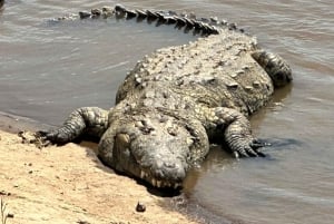 Nairobi: 3-dniowa wycieczka po dzikiej przyrodzie i farmie kwiatów Naivasha