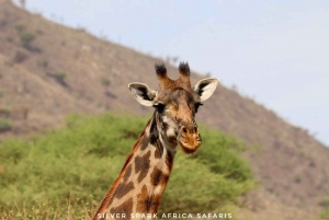 Nairobi: 3-dniowe safari w parkach narodowych Nakuru i Maasai Mara