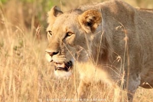 Nairobi: 3-dniowe safari w parkach narodowych Nakuru i Maasai Mara