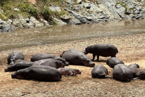 Nairobi: 3-dniowe safari w parkach narodowych Nakuru i Maasai Mara