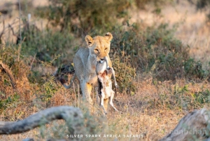 Nairobi: 3-dniowe safari w parkach narodowych Nakuru i Maasai Mara