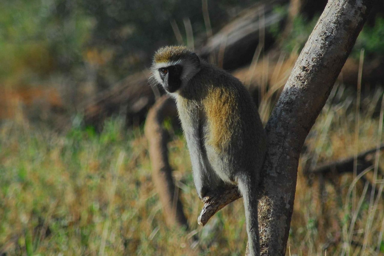 Nairobi: 3 giorni di safari a Ol Pejeta e Samburu