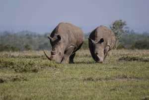 Nairobi: 3 giorni di safari a Ol Pejeta e Samburu