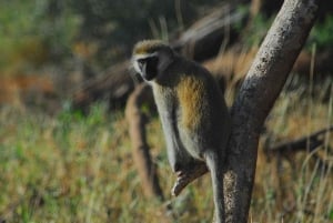Nairobi: 3 giorni di safari a Ol Pejeta e Samburu